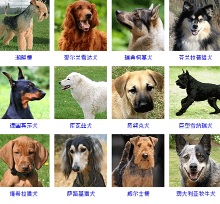狗狗的品种大全,果断收藏了