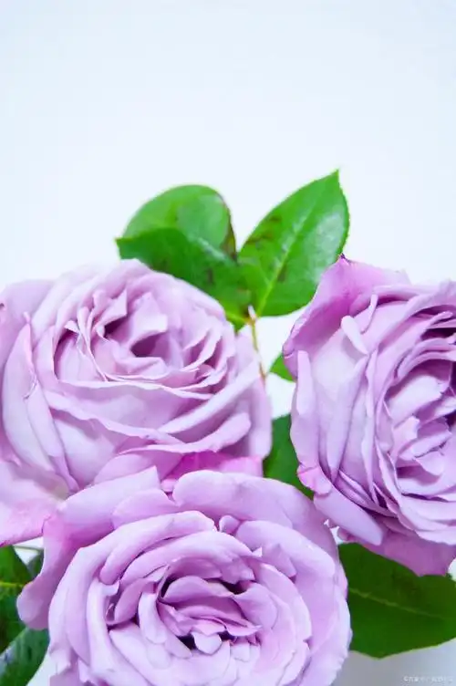 探秘玫瑰花园!盘点10款最香的月季花