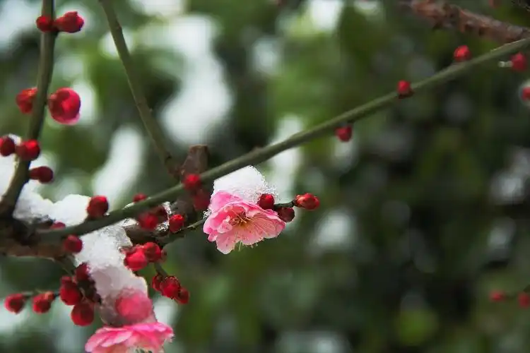腊梅,梅花,雪景融合一体于梅园.