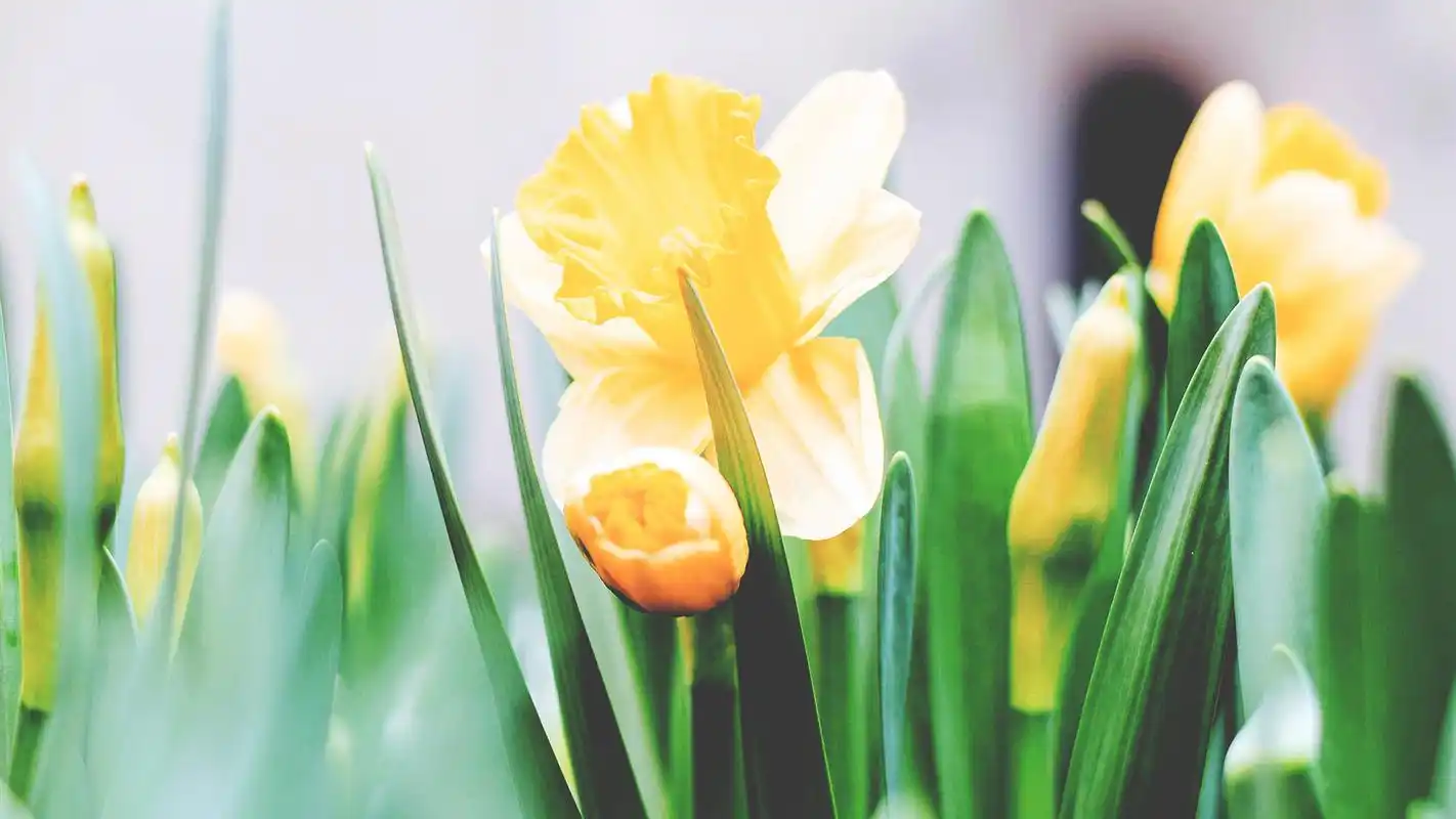 漂亮的水仙花图片高清宽屏桌面壁纸