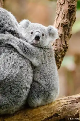 可爱的树袋熊欣赏