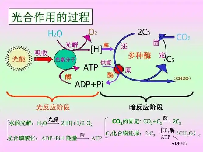 光合作用为何能在短短的万亿分之一秒完成隐藏着深刻宇宙奥秘