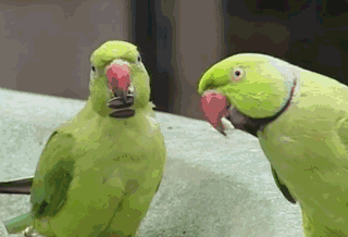 320_218gif 动态图 动图