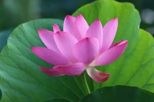 不早也不晚 来到你身边 不再错过 三姐妹 来生愿做一朵莲 或在佛前或