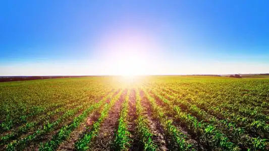 清新阳光田野大草原