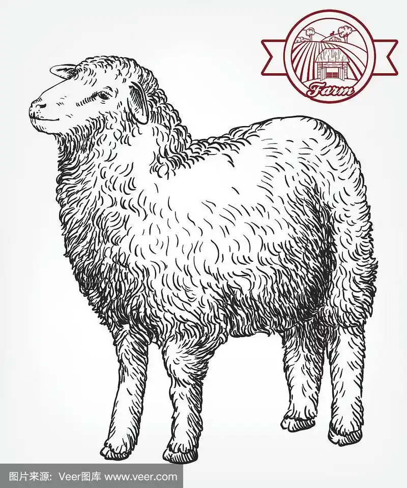 手绘羊素描.畜牧业