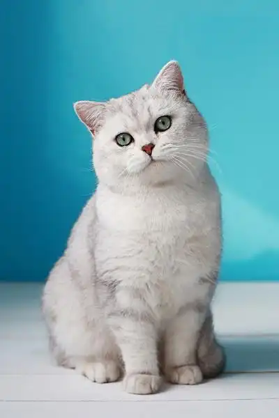 纯种英国短毛猫银渐层dd