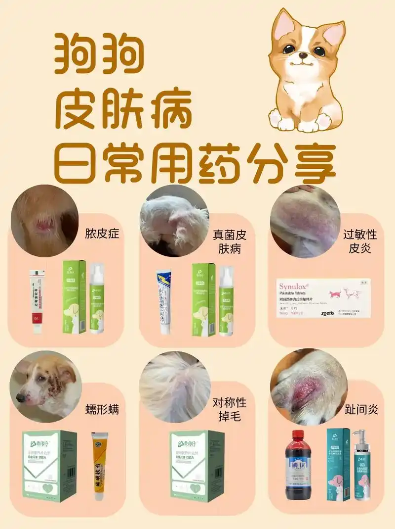 狗狗皮肤病日常用药.97脓皮症:仔利夫喷剂 红霉素软膏 脓皮 - 抖音