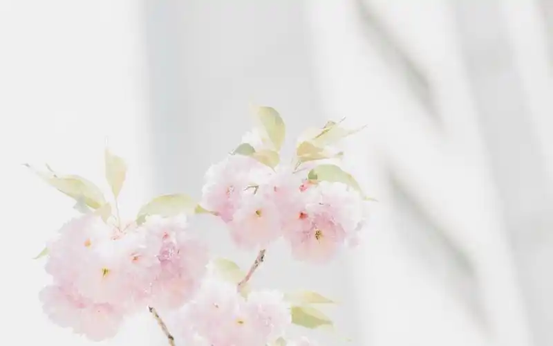 清新淡雅花卉图片桌面壁纸_植物壁纸_壁纸下载_美桌网