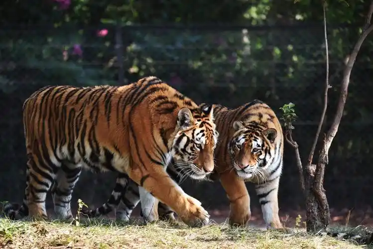 深圳野生动物园老虎虎虎生威迎虎年