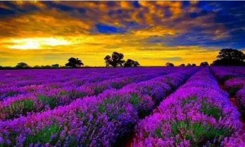 世界十大花海排名全球最美的十大花海图片中国上榜2个