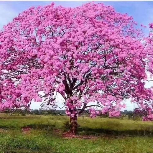 庭院花卉花园多花绣球紫花风铃木行道校园公园大型乔木观花树苗