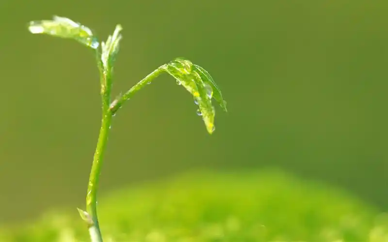 小清新绿色嫩芽特写图片桌面护眼壁纸高清 第二辑