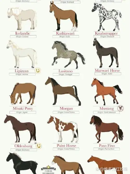 马百科 | 45种漂亮的马品种