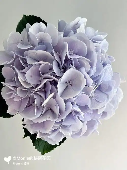 英茂梦幻绣球香芋紫樱花