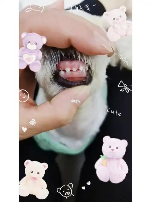 比熊换牙