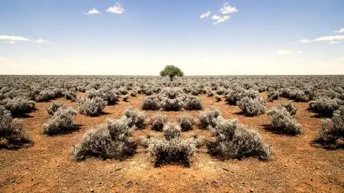 荒芜,沙漠,植物,灌木,树,地平线,天空
