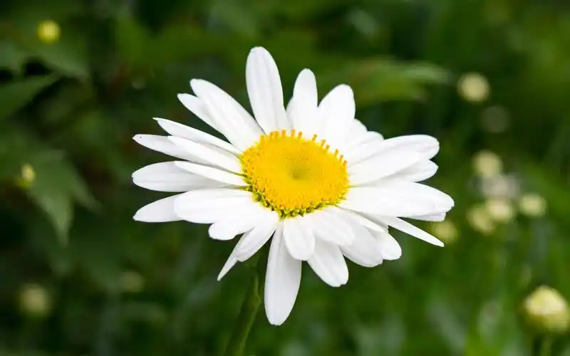 唯美鲜花摄影高清桌面壁纸