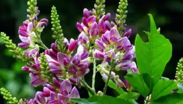 鸡血藤的功效与作用鸡血藤具有败毒消痈,活血通络,祛风杀虫的作用;可