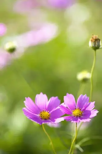 两朵紫色雏菊花特写图片
