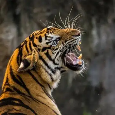 个性老虎头像 霸气威武的老虎头像图片