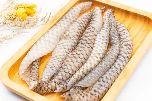 白色背景罗非鱼皮 鱼皮