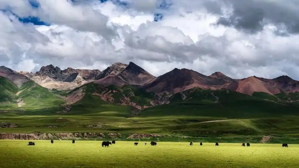 唐古拉山脉的环抱之中,平均海拔4200米以上,是我国高寒草甸草原的代表