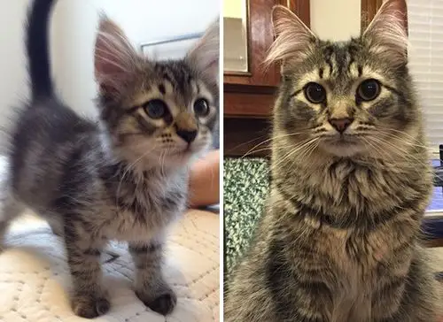 岁月流逝得太快了,家里的猫咪长大前后的对比照片(19张)