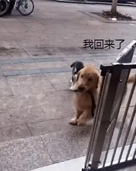 主人把牵引绳给金毛,让金毛帮自己溜哈士奇,这主人脑洞真大_狗狗