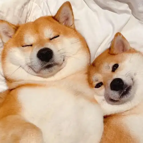 狗狗头像情侣头像