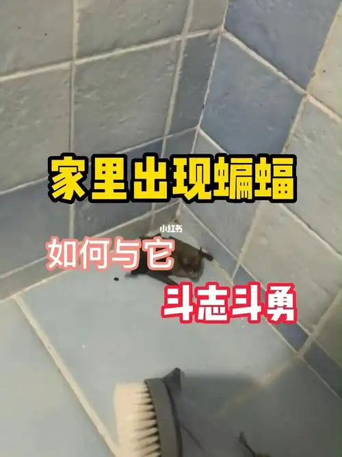 家里惊现蝙蝠怎么办如何驱赶蝙蝠