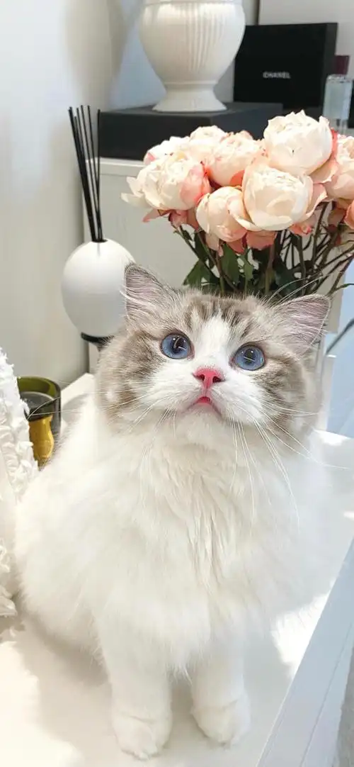 布偶猫 - 堆糖,美图壁纸兴趣社区