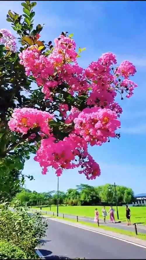 风景娱乐治愈传说紫薇花能给人间带来平安和美丽