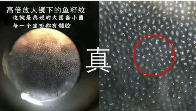 披毛犀角鉴定真假最简单准确的方法 -第5张图片-51乐学网