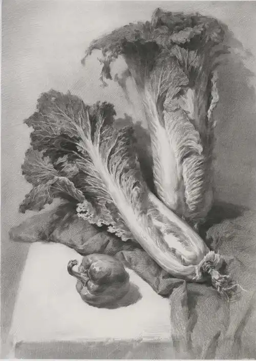 素描白菜静物番茄组合超清单图