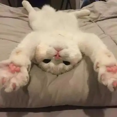 情侣头像猫咪可爱两张2021情侣头像高清猫咪一组