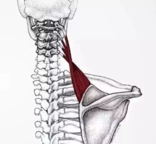 倒车请注意——肩胛提肌!_疼痛_相关疾病_缓解方法 - 好大夫在线