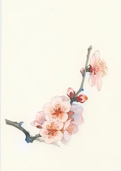 锦言淡红粉白杏花色