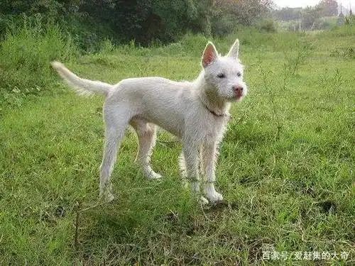 中国除了藏獒剩下的都是中华田园犬吗?别闹了,盘点一下中国名犬
