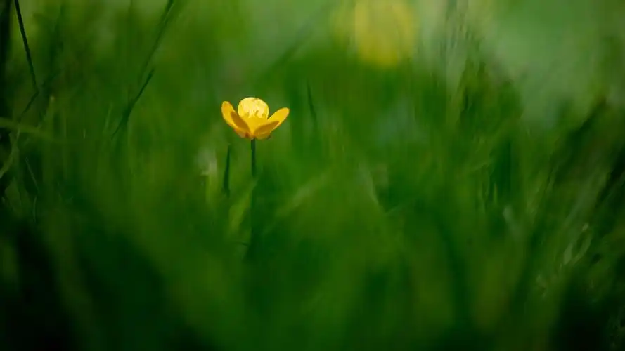 护眼壁纸【258】(小清新静态壁纸) - 静态壁纸下载 - 元气壁纸