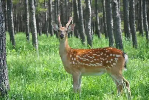 鹿角,为鹿科动物马鹿或梅花鹿已骨化的角.梅花鹿角和马鹿角什么样的?