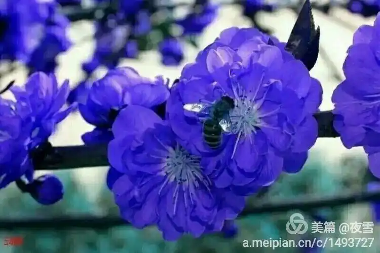 孟黎(莲)|蓝梅花