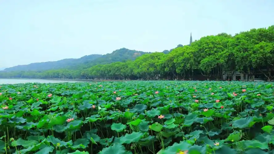 "西湖十景"你知道多少?