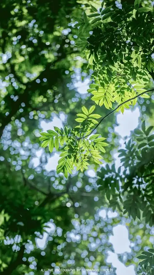 uu们求浅绿色的春天壁纸