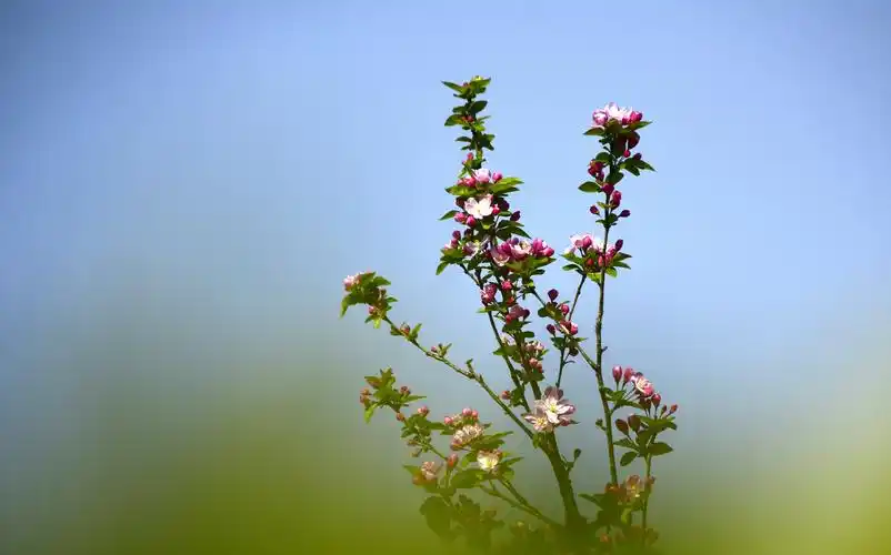 春花春景惹人醉!