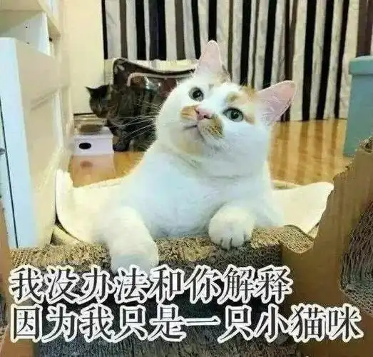 我没办法和你解释因为我只是一只小猫咪小猫咪解释一只办法只是表情