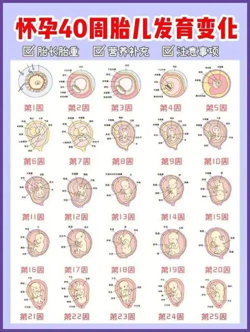 怀孕40周胎儿发育变化孕期知识73