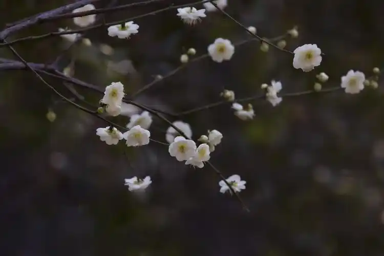 梅中真品——绿萼梅