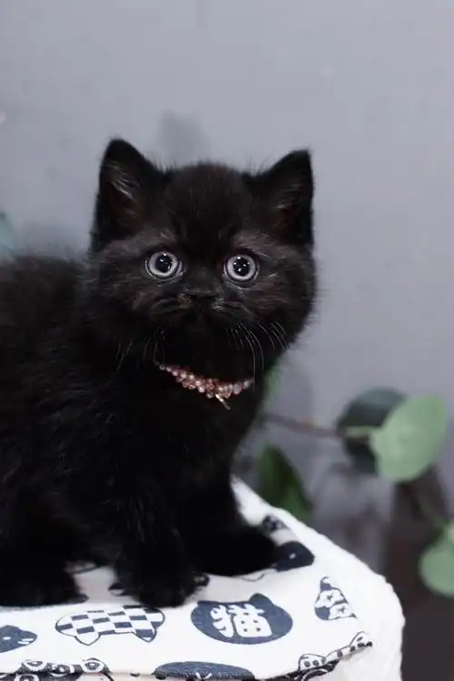 纯黑英短妹妹杭州