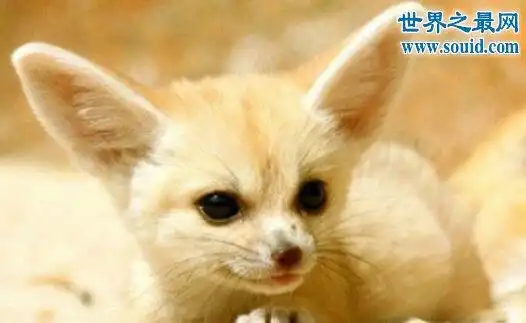 世界十大最可爱的动物,耳廓狐(大眼长耳萌化人)